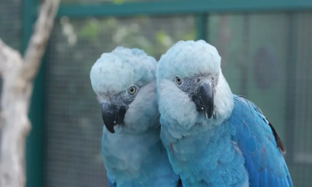 Zool&oacute;gico de S&atilde;o Paulo inaugura espa&ccedil;o exclusivo para ararinhas-azuis e  refor&ccedil;a a&ccedil;&otilde;es de conserva&ccedil;&atilde;o - Grupo Rio Claro SP