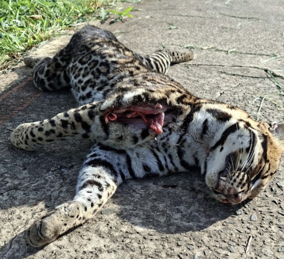 PM encontra felino silvestre morto às margens de rodovia em Rio Claro - Grupo Rio Claro SP PM encontra felino silvestre morto às margens de rodovia em Rio Claro - Grupo Rio Claro SP