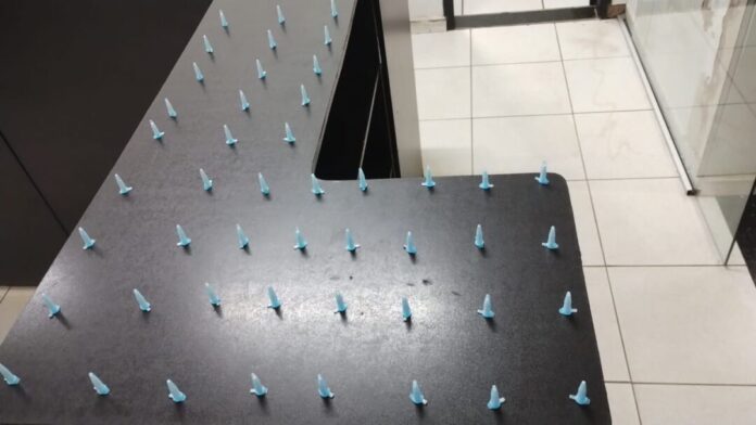 Pinos azuis organizados em mesa.